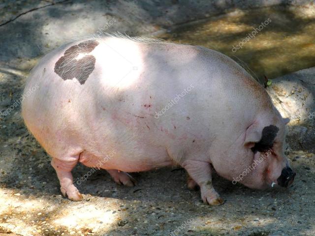 Puerco Gordo