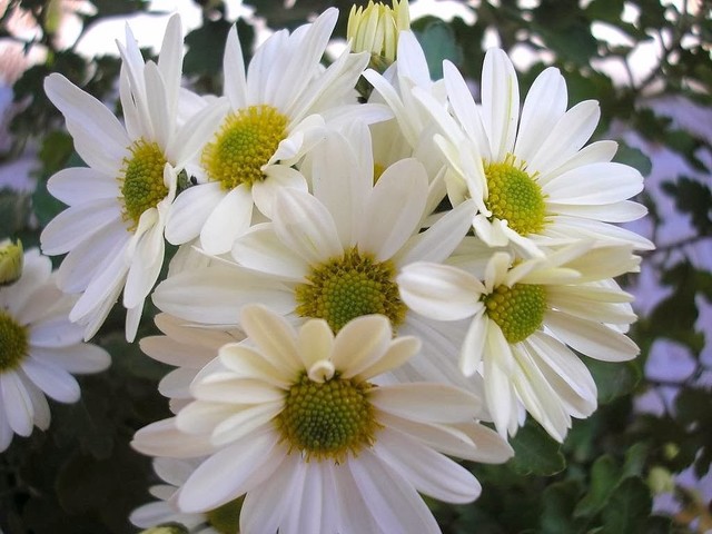 Primer insecticida natural