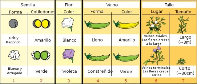 Leyes de la herencia