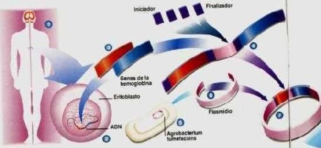ADN portador de Información Genética