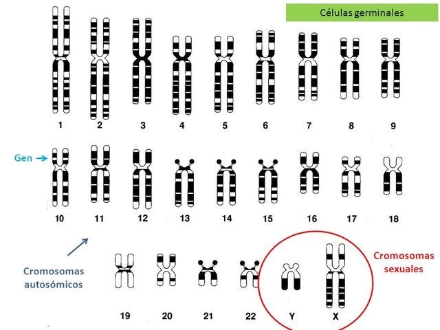 Moléculas en el cuerpo humano