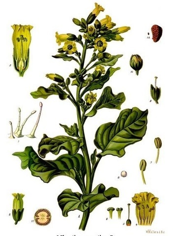 Plantas de especies diferentes son cruzadas