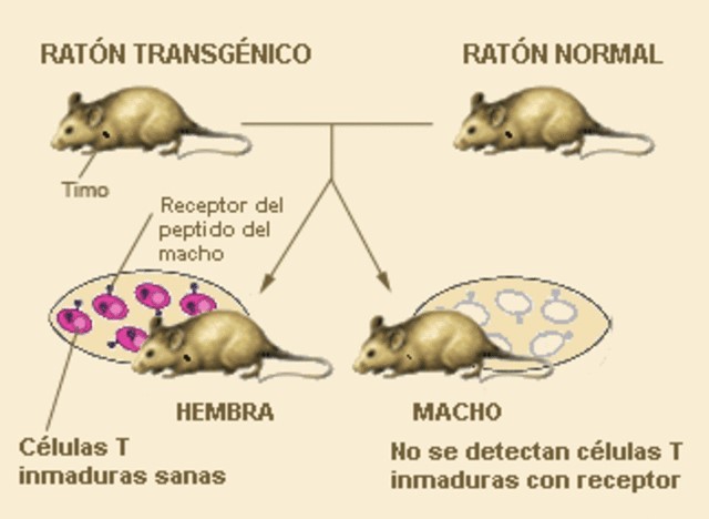 Ratón Transgénico