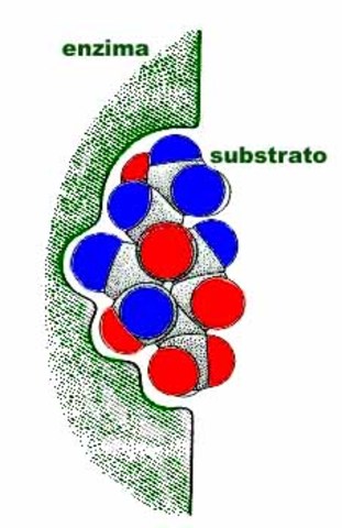 Se descubre y aisla la primera enzima
