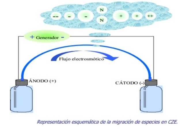 Tres grupos desarrollan simultáneamente el método de electroforesis capilar que permite optimizar la automatización de los métodos para la secuenciación del DNA.