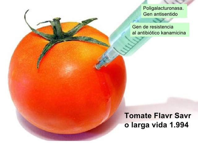Primera aprobación de un producto completo producido por biotecnología: tomate FlavrSavr