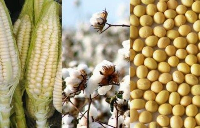 Se comercializan dos nuevas plantas modificadas genéticamente: el algodón y el maíz Bt, que son auto-resistentes al ataque de insectos.