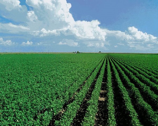 se reporta la primera secuencia nucleotídica del primer genoma de una planta Arabidopsis thaliana