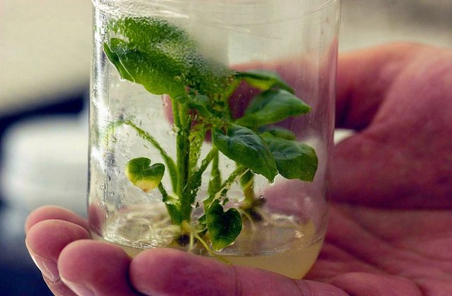 Primer mapa completo del genoma de una planta comestible: el arroz.  52.6 millones de hectáreas se siembran con cultivos genéticamente modificados en 13 paises del mundo, incluyendo México.