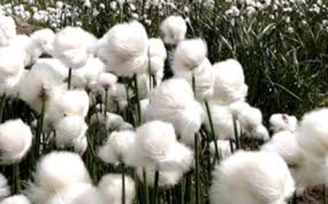 Aprobación de siembra comercial de algodón Bt en Colombia. Zona: Caribe húmedo colombiano. Pruebas de campo con algodón Bt en Tolima y Valle del Cauca.