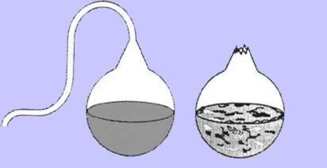 Demuestra el rol de los microorganismos en procesos de fermentación y putrefacción (conservación de alimentos)