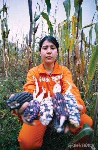 Se realizan reformas al Reglamento de la Ley de Bioseguridad de Organismos Genéticamente Modificados que adicionan al Régimen de Protección Especial al Maíz.