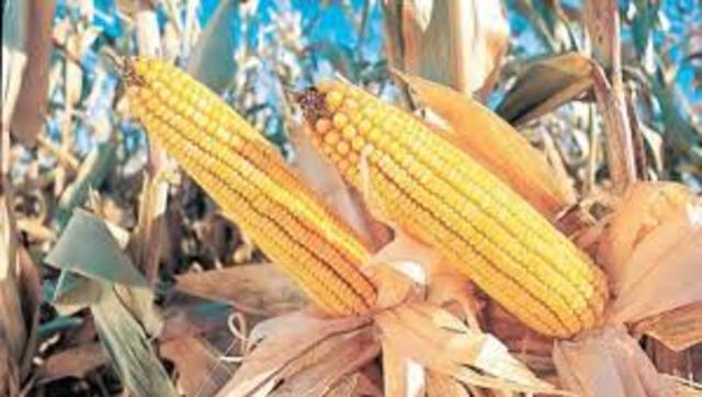 La Secretaría de Agricultura, Ganadería y la Secretaría de Medio Ambiente y Recursos Naturales otorgan los primeros 24 permisos de siembra experimental con maíz genéticamente modificado en los estados de Sonora, Sinaloa, Tamaulipas y Chihuahua.