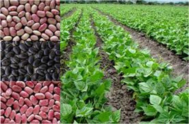 Brasil: produce su fríjol genéticamente modificado resistente a virus (desarrollado por Embrapa).