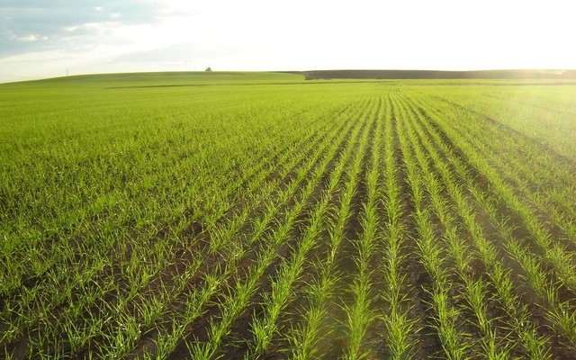 Australia: desarrollan un arroz desarrollado un arroz con un contenido nutricional más alto de hierro y de zinc (University of Melbourne)