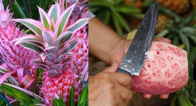 Estados Unidos: aprueban la comercialización de una piña rosada alta en el antioxidante licopeno (Del Monte)