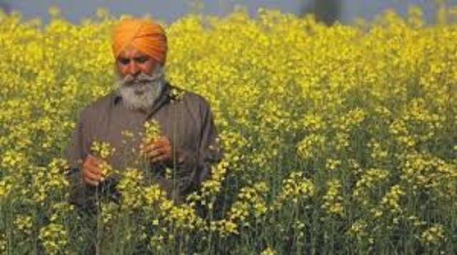 India: Mostaza genéticamente modificada obtiene aprobación científica en India sobre su seguridad por parte del Ministerio de Medio Ambiente