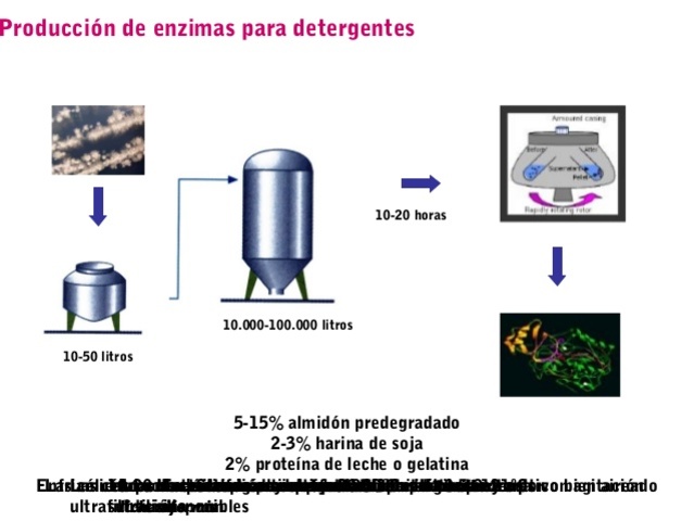 Se desarrollan procedimientos industriales (bioreactores) para producir enzimas
