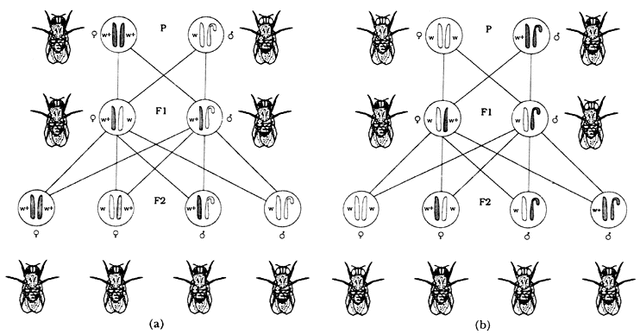 La mosca-de la-fruta, la drosophila melanogaster es usada en los primeros estudios de genes.