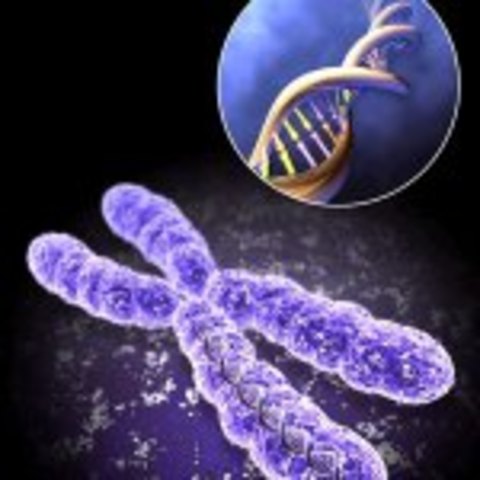 Surge el término “genética”.