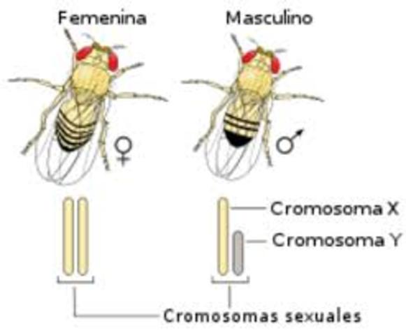 Presenta sus experimentos con la mosca de la fruta, que revelan que algunos fragmentos genéticos son determinados por el sexo.