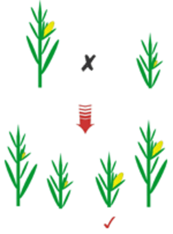 Desarrolla la metodología conocida hoy en día como hibridación vegetal.