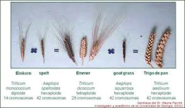 Por primera vez está disponible una variedad comercial de maíz híbrido en los Estados Unidos