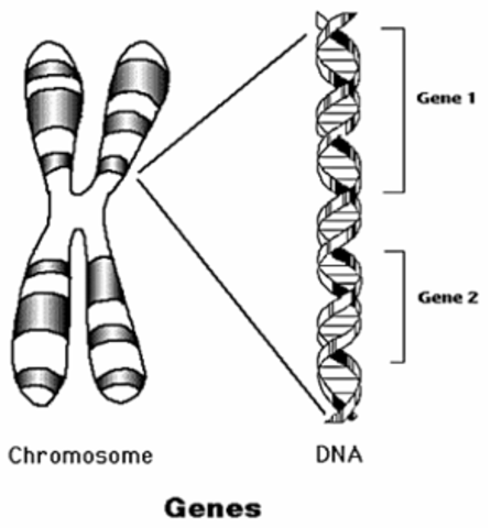Se descubre que el ADN es la estructura responsable de la transmisión de la información genética.