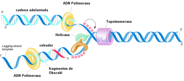 Se optimiza el proceso de fermentación. Descubre la enzima ADN polimerasa I, que cataliza la síntesis de ADN en bacteria, y se logra comprender cómo se replica el ADN.