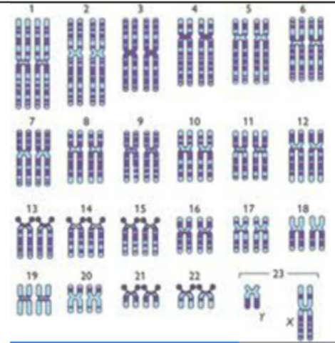 Se identifican 23 pares de cromosomas en las Células del cuerpo humano.