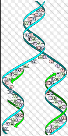 Demuestran que la replicación del DNA ocurre a través de la separación de las dos hélices del DNA y del copiado de novo, de sus dos hélices para formar dos dobles hélices idénticas a partir de la original.