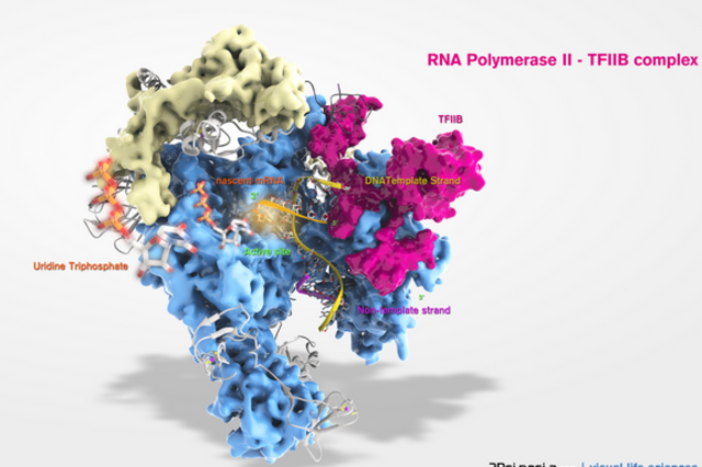 aisla la enzima de DNA polimerasa.