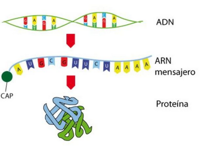 Descubren el RNA mensajero y demuestran que tiene la información y la capacidad para dirigir la incorporación de aminoácidos en la síntesis de las proteínas