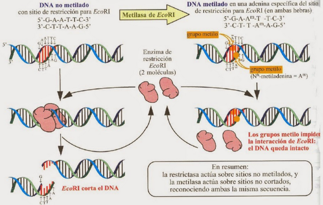 Se identifican enzimas de restricción (nucleasas específicas); se abre el camino hacia la clonación molecular de genes.