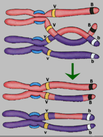 Se crea la primera molécula recombinante de ADN en el laboratorio: genes de una especie son introducidos de otras especies y funcionan correctamente