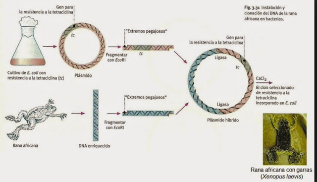 Desarrollan el primer organismo transgénico (OMG) mediante la inserción de un fragmentos de ADN de rana en un plásmido bacteriano de Escherichia coli.