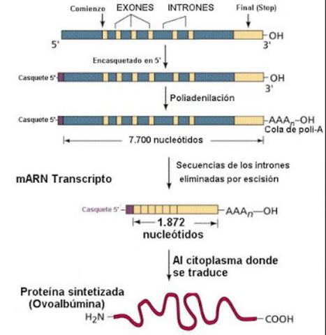 Se desarrollan procedimientos para la secuenciación rápida de secciones largas de ADN. Se establece que existen los intrones y los exones en los genes de los organismos superiores