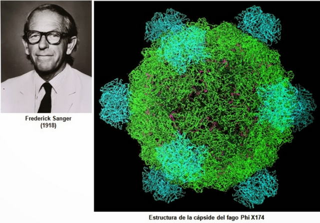 Se reporta la secuencia genómica completa de un virus; el de FX174.