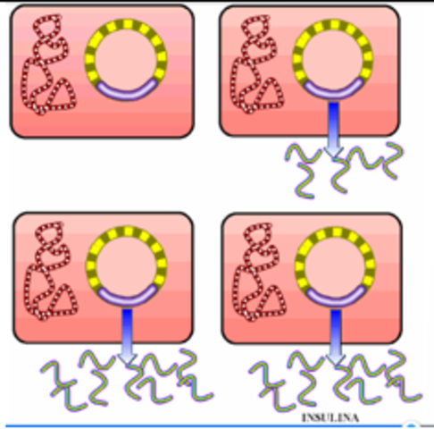 Por primera vez se produce insulina humana y hormona de crecimiento recombinantes a partir de bacterias transgénicas