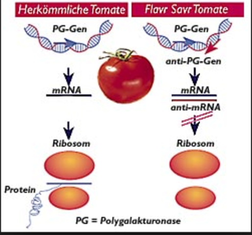 En la década de los ochenta, se logro el desarrollo y aprobación del tomate Flavr Savr, que tenía maduración tardía.