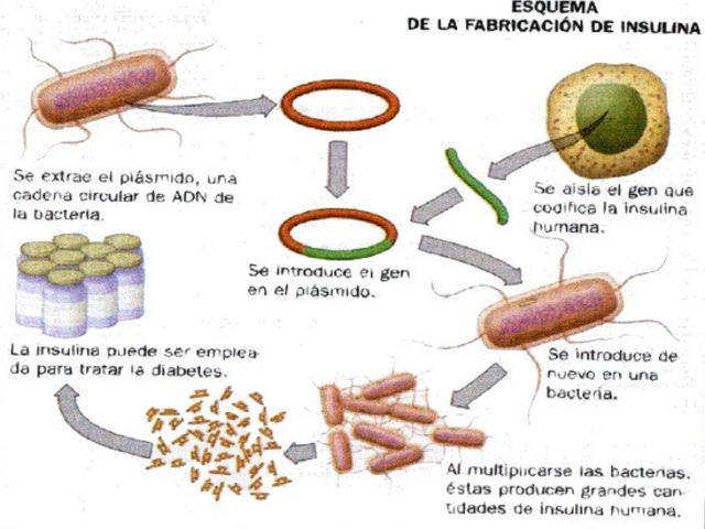 La FDA aprueba la primera insulina humana producida por bacterias genéticamente modificadas