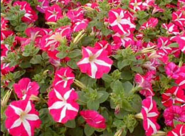Primera transformación genética en una planta: petunia.