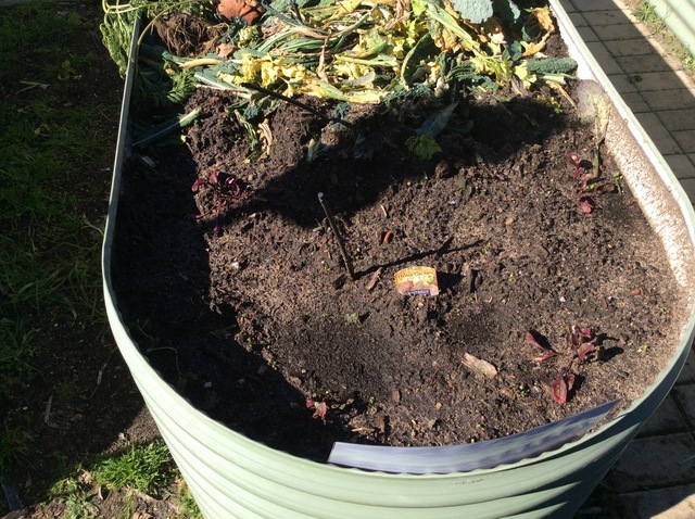 week 2-  observation beetroot