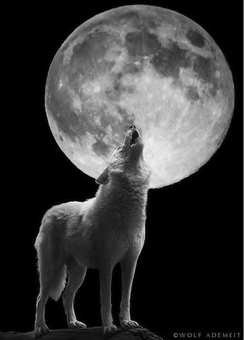 Consolidación de la Fábula