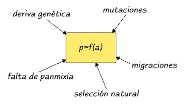 La ley de Hardy Weinberg