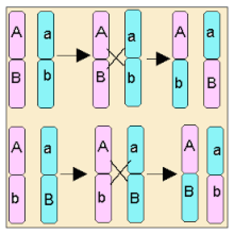 El entrecruzamiento cromosómico