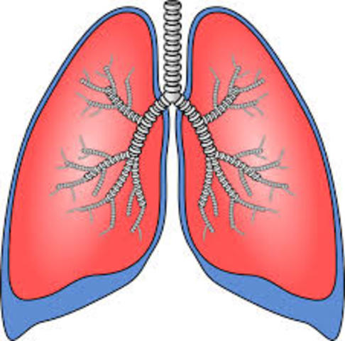 Lung Cancer Screening