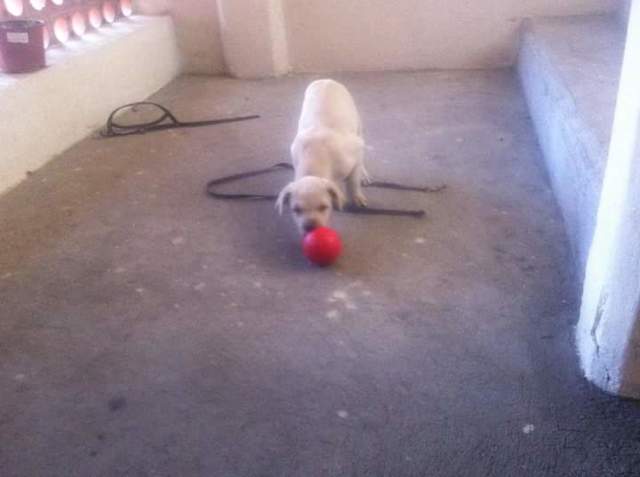 When I Had My First Dog: Jack