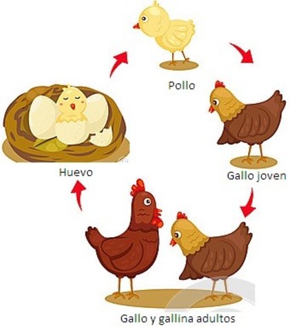 CICLO VITAL DE LOS ANIMALES