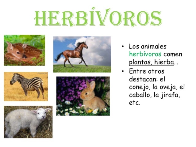 ANIMALES HERBÍVOROS